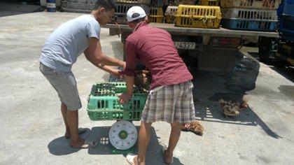 Gắn biển giả để chở gần 3 tấn gà lậu